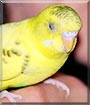 Birdie