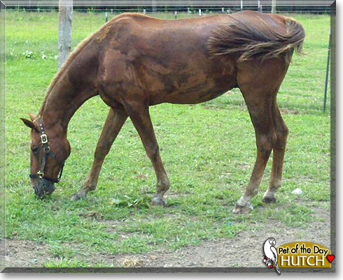 Hutch, the Pet of the Day