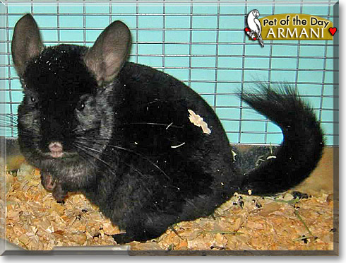 Armani, the Pet of the Day