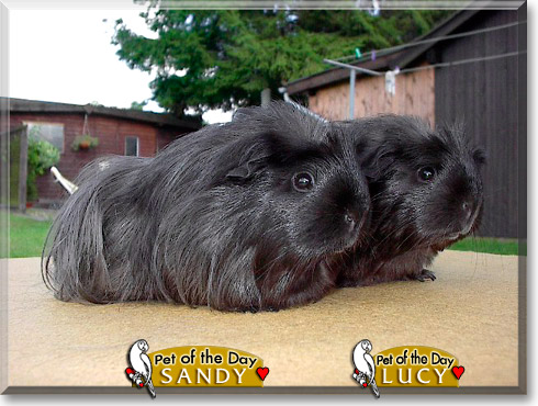Sandy, Lucy, the Pet of the Day