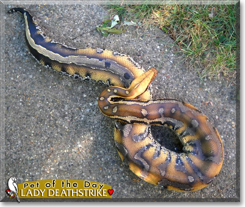 Lady Deathstrike, the Pet of the Day Lady Deathstrike, the Pet of the Day