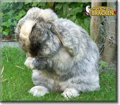 Bracken, the Pet of the Day Bracken, the Pet of the Day
