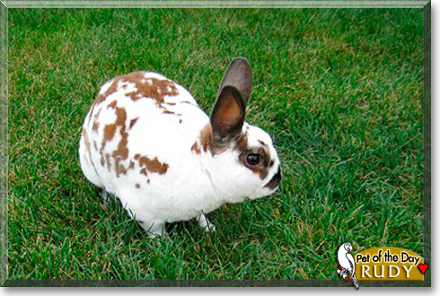 Rudy, the Pet of the Day