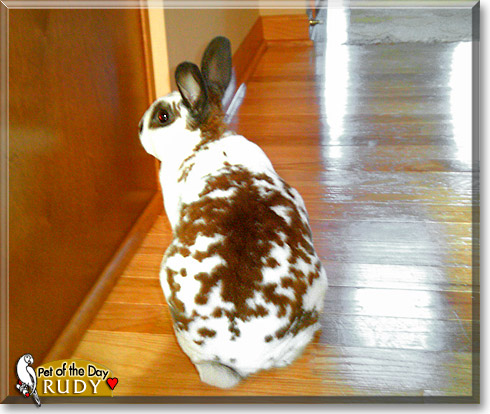Rudy, the Pet of the Day