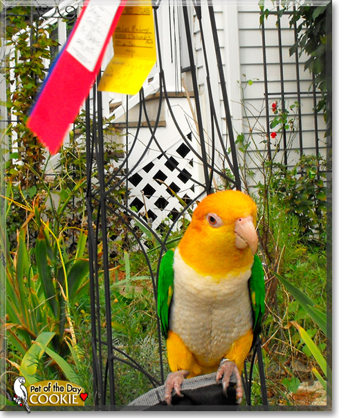 Cookie, the Pet of the Day Cookie, the Pet of the Day