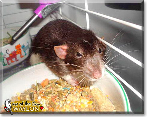 Waylon, the Pet of the Day Waylon, the Pet of the Day