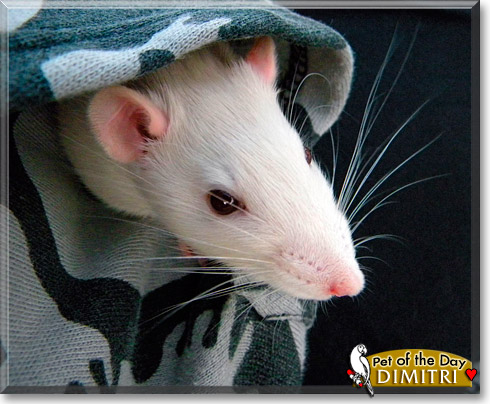 Dimitri, the Pet of the Day
