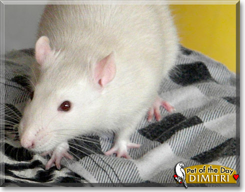 Dimitri, the Pet of the Day
