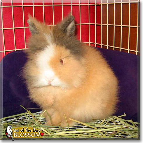 Blossom, the Pet of the Day Blossom, the Pet of the Day