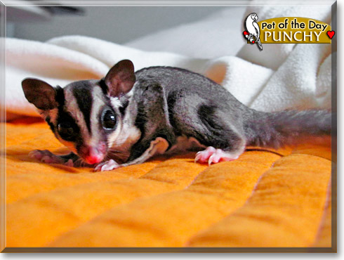 Punchy, the Pet of the Day Punchy, the Pet of the Day