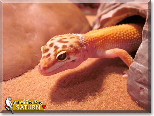 Saturn, the Pet of the Day Saturn, the Pet of the Day