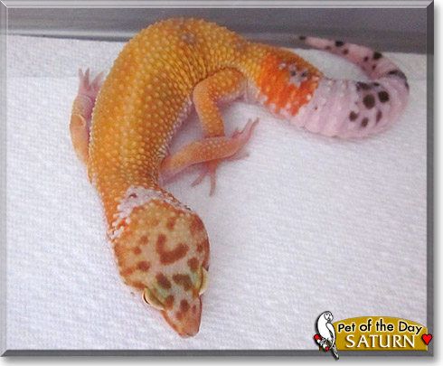 Saturn, the Pet of the Day