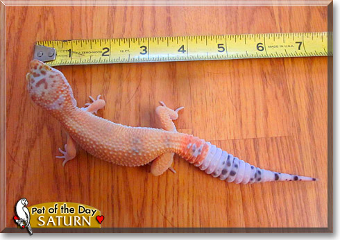 Saturn, the Pet of the Day