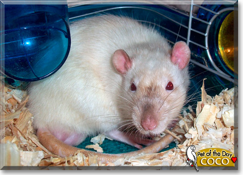 CoCo, the Pet of the Day