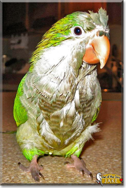 Jake, the Pet of the Day