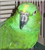 Elvis