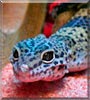 Gex