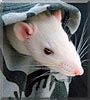 Dimitri