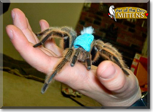 Mittens, the Pet of the Day