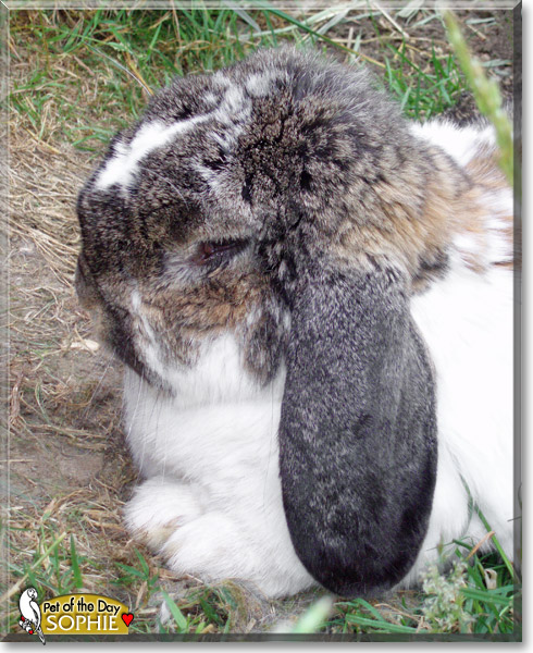 Sophie, the Pet of the Day