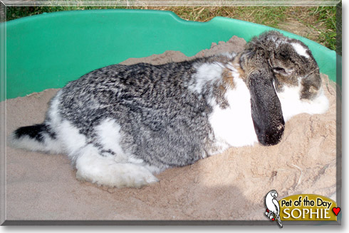 Sophie, the Pet of the Day