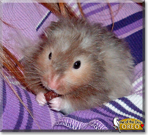 Oreo, the Pet of the Day