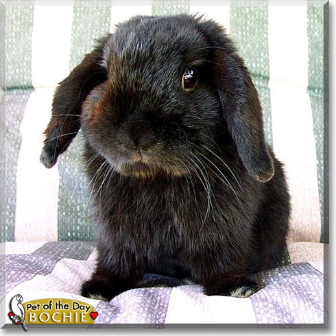 Bochie, the Pet of the Day