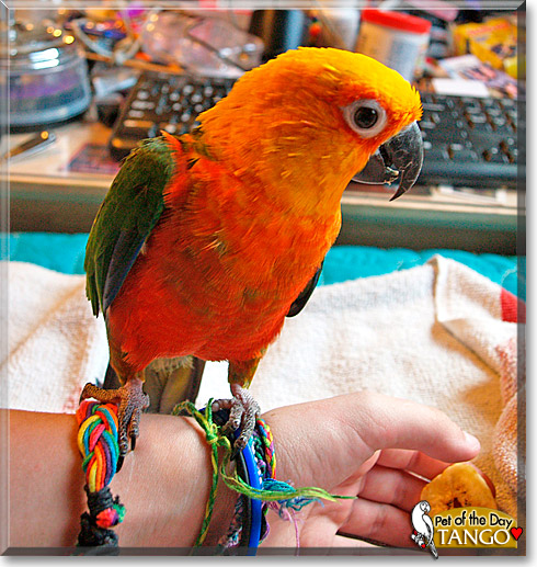 Tango, the Pet of the Day