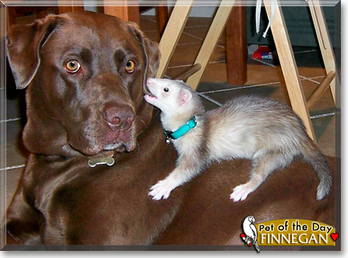 Finnegan, the Pet of the Day