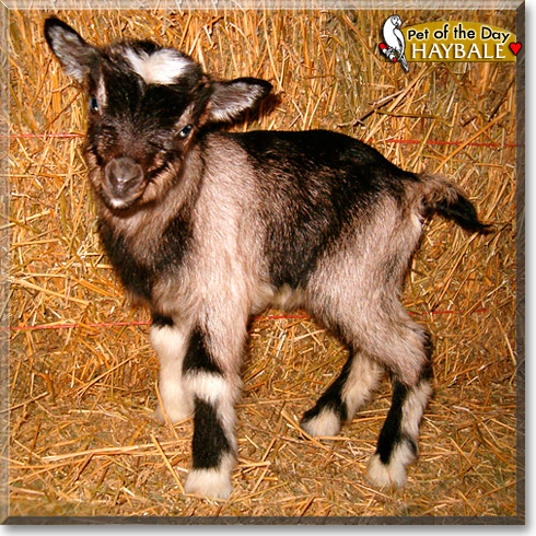 Haybale, the Pet of the Day