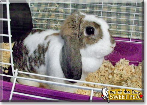 Sweet Pea, the Pet of the Day