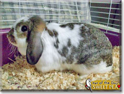 Sweet Pea, the Pet of the Day