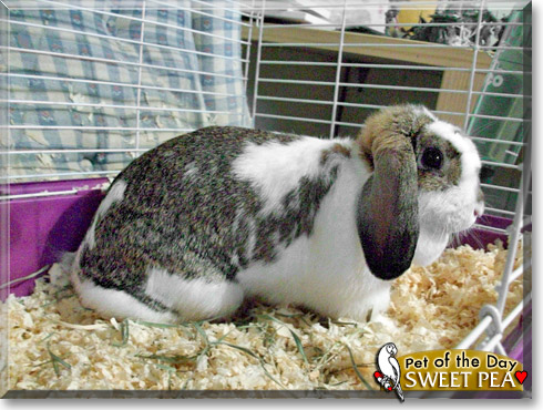Sweet Pea, the Pet of the Day