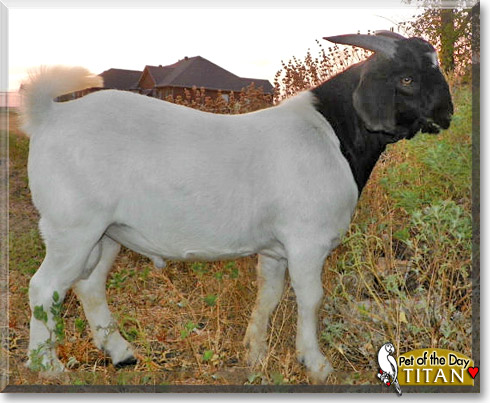 Titan, the Pet of the Day Titan, the Pet of the Day