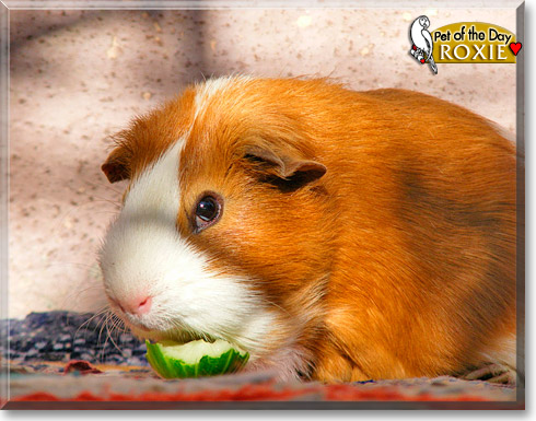 Roxie, the Pet of the Day