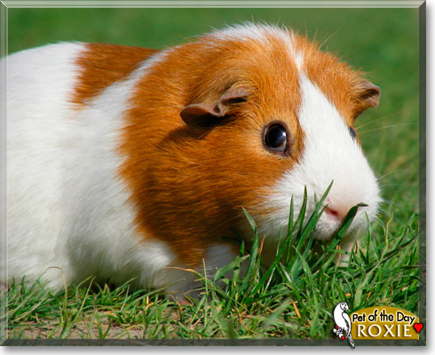 Roxie, the Pet of the Day