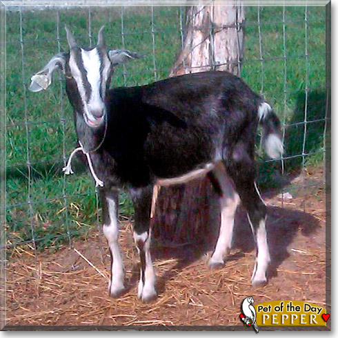 Pepper, the Pet of the Day
