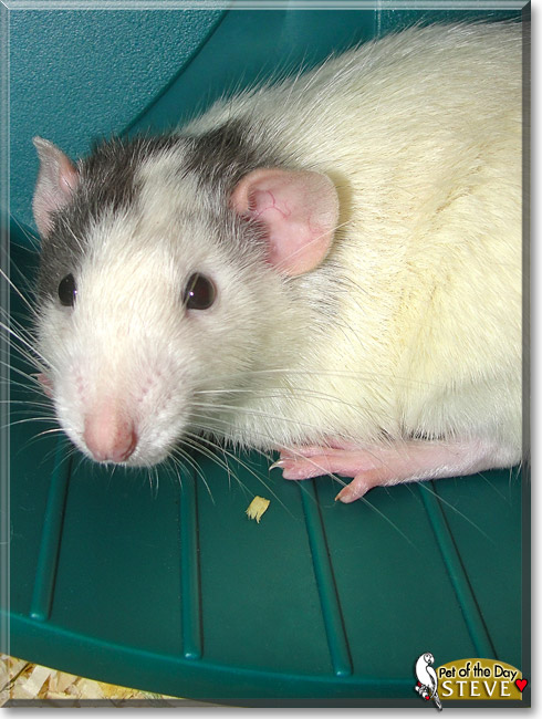 Steve, the Pet of the Day Steve, the Pet of the Day