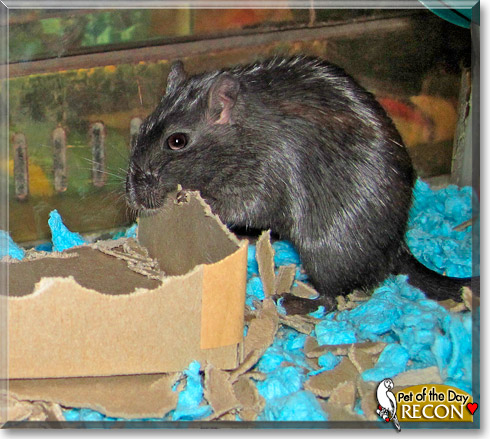 Recon, the Pet of the Day