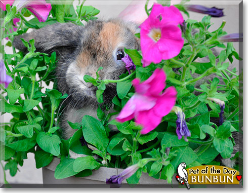 BunBun, the Pet of the Day