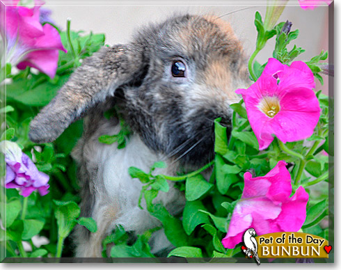BunBun, the Pet of the Day