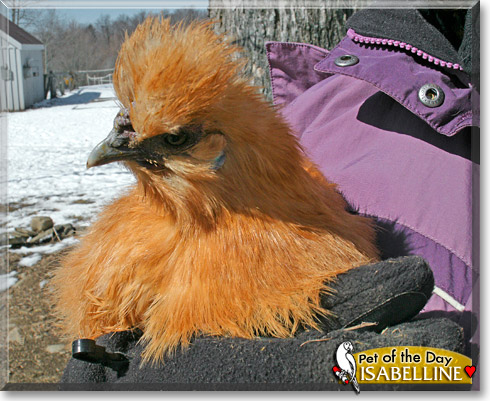 Isabelline, the Pet of the Day