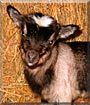 Haybale