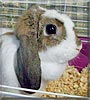 Sweet Pea