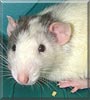 Steve