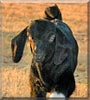 Mojo