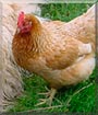 Mrs. Featherbutt