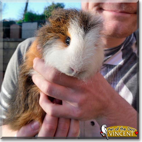 Vincent, the Pet of the Day