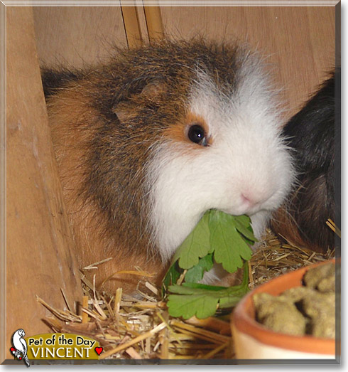 Vincent, the Pet of the Day