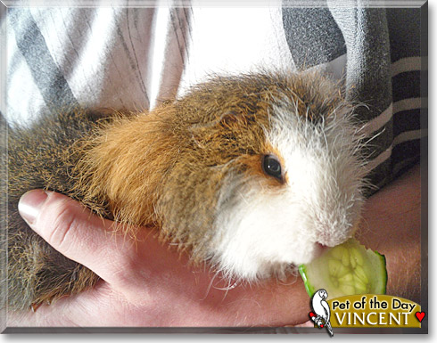 Vincent, the Pet of the Day